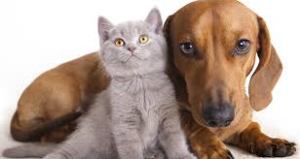 Sustainable pet ownership 1