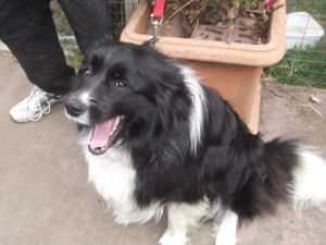 Rosie - The border collie with the widest smile